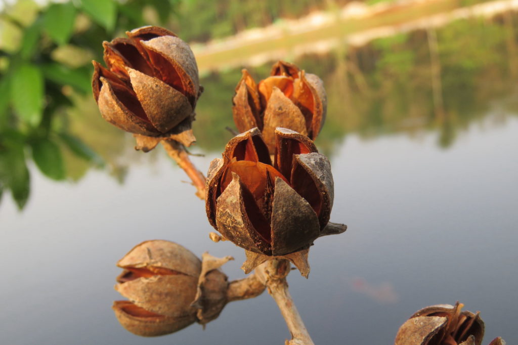 Picture of a Crape Myrtle seed pod with lake in background.