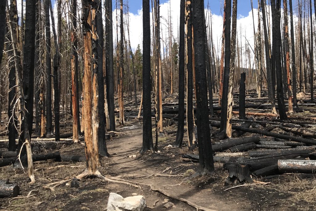 Pathway through tree burn on Colorado mountanside